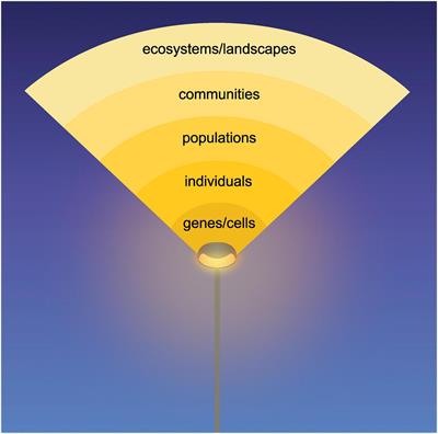 11 Pressing Research Questions on How Light Pollution Affects Biodiversity